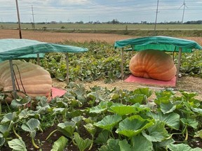 Two of the giant pumpkins growing in Bob and Elaine MacKenzie's Tiverton-area pumpkin patch. This photo was taken earlier in September.
