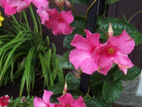 Can you over winter a Mandevilla? Ted’s answer: Of course you can! (supplied photo)