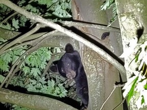 A black bear estimated to weigh about 70 kilograms perches Monday in a tree in Goderich. Huron OPP said the bear was spotted Monday night in a tree on Krohmer Drive. It climbed a second tree and was last seen running on Suncoast Drive. (Photo provided by the OPP)