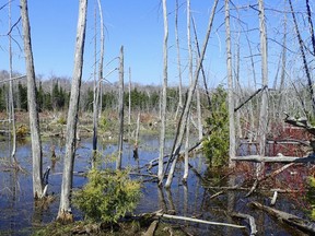 A section of the Britain Lake Wetland and Woodlands property, which the Nature Conservancy of Canada has purchased. SUPPLIED