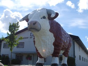 Big Bruce has been looking out over Bruce Road 10 in Chesley since 1980. He was named Ontario's greatest roadside attraction in a showdown organized by TVO.org. DENIS LANGLOIS