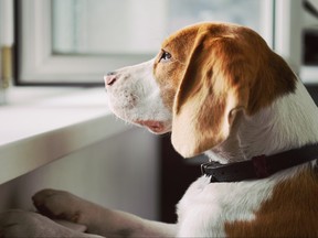 Curious Beagle dog looking out an open window.