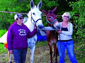 Myra Henderson and Willie Pegelo feed and water their mules after a day on the trail. Pegelo used to operate Kicking Mule Ranch, a riding stable on Manitoulin Island where she kept a stable of horses and mules for guests to hire to ride