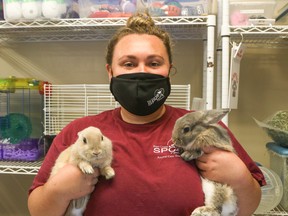 Bunnies Daffodil, left, and Crocus, held by animal care team member Jenna Padfield, are two of the rabbits offered free-of-charge by the Brant County SPCA until the end of Friday after the rabbit population at the shelter boomed. Several cats are also available to be adopted for free under a different promotion.