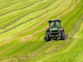 Les Caldwell rakes a few small rows of hay into larger rows for baling near Auburn north east of Goderich on Tuesday August 31, 2021. Caldwell, a beef producer says, "the crops have been excellent this year, the beans and corn look like they could be phenomenal," with all the moisture and heat they received this summer Caldwell says. (Mike Hensen/Postmedia Network)