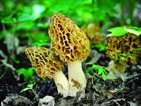 Identifying mushrooms takes some practice but there are a number of excellent books available.