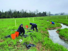 In the past NVCA has had up to 2000 volunteers for tree planting