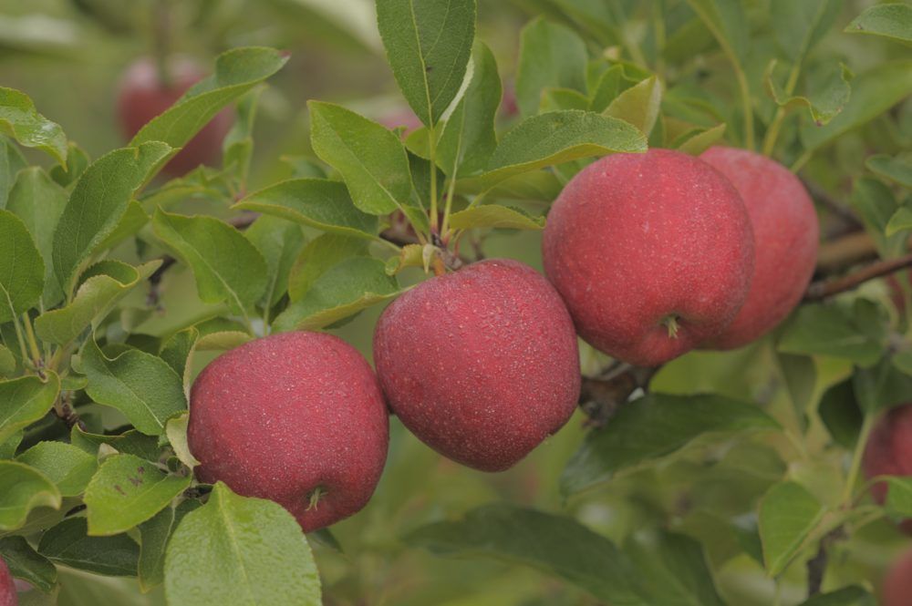 Bumper crop for apple growers in Norfolk The Stratford Beacon Herald