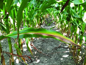 Figure 2. Typical N deficiency symptoms in corn – leaf yellowing and senescence along the mid rib in from the leaf tip, starting from older/lower leaves.