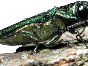 Emerald ash tree culling begins around inner harbour | Owen Sound Sun Times