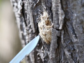 Removing gypsy moth egg masses is a way  to reduce the insects' numbers.