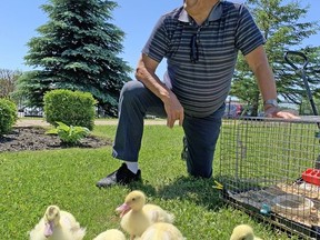 Ron Fox, a resident of Quinte Gardens in Belleville, has been awarded the Retirement Homes Regulatory Authority's annual Frank Kajfes Resident Champion Award. His volunteer work at the home includes raising ducklings each spring.