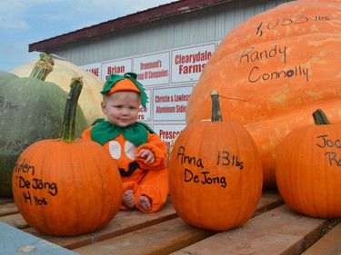 Logan Lawless checks out the Mammoth Pumpkin entries at the Spencerville Fair's in-person day on Saturday afternoon. Randy Connolly's 1,053-pounder set a new record.
Tim Ruhnke/The Recorder and Times