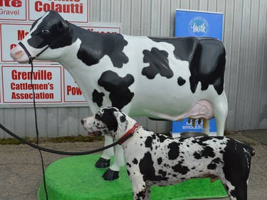Hogan the dog poses with Maple the Cow at the Grenville Dairy Producers' milk booth in front of the Barn of Learning at the 2021 Spencerville Fair on Saturday.
Tim Ruhnke/The Recorder and Times