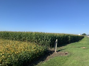 Fields outside of Wallaceburg showing the soybean and corn crops. According to Chatham-based Great Lakes Grain, Ontario's corn harvest could be a record, while the soybean yield could almost match 2020's record harvest. Photo taken Wednesday, Sept. 8, 2021. Peter Epp