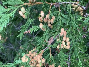 Drought conditions earlier this year trigged this cedar, and several other trees, to produce an abundance of seed to ensure their species' survival, notes gardening expert John Degroot. John DeGroot photo