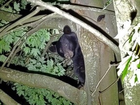 A black bear estimated to weigh about 70 kilograms perches Monday in a tree in Goderich. Huron OPP said the bear was spotted Sept. 6 in a tree on Krohmer Drive. It climbed a second tree and was last seen running on Suncoast Drive. OPP photo