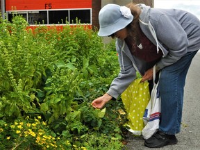 Gretchen Lebrun, picking a few fresh cherry tomatoes in one of the city's community garden on Friday September 10, 2021 in Cornwall, Ont. This particular garden is located in front of the Fourth Street fire station and is open to any resident of the city. "It's lovely fresh produce," Lebrun said. The woman often times weeds out the small garden. Francis Racine/Cornwall Standard-Freeholder/Postmedia Network