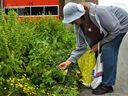 Gretchen Lebrun, picking a few fresh cherry tomatoes in one of the city's community garden on Friday September 10, 2021 in Cornwall, Ont. This particular garden is located in front of the Fourth Street fire station and is open to any resident of the city. 
