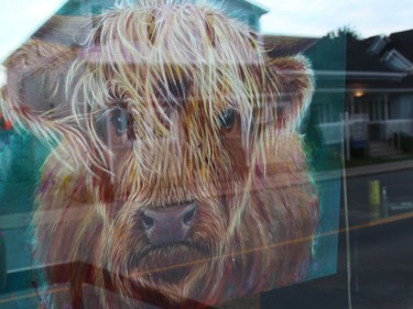 Heilan Coo, acrylic on gallery wrap canvas, by Lesley McVicar, in the window at Alexandria Pizzeria. Photo on Saturday, September 11, 2021, in Alexandria, Ont. Todd Hambleton/Cornwall Standard-Freeholder/Postmedia Network