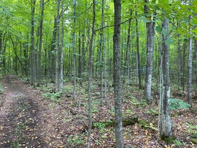 Maple Syrup collection lines have been set up throughout the Howard S. Mitchell Forest in Dalkeith. Handout/Cornwall Standard-Freeholder/Postmedia Network