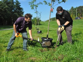 YourTV producers Chris Rhode and Gabriel Riviere-Reid were hard at work on Saturday morning. They, along with a few other Cogeco employees planted eight trees alongside Highway 2. Photo taken on September 25, 2021 in Cornwall, Ont. Francis Racine/Cornwall Standard-Freeholder/Postmedia Network