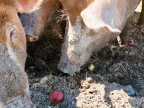 A few Kirkview Farms pigs enjoying a Springfield Farm apple. M. Eleanor McGrath/Special to the Cornwall Standard-Freeholder/Postmedia Network
