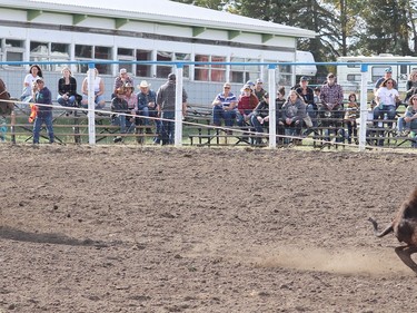 Josh Eirikson of Pincher Creek, Alta didn't take home any prize money for his 11.2 ride in the tie down roping event at the Hanna Indoor Pro Rodeo held at the Hand Hills Lake Stampede grounds on Sept. 25-26 due to COVID-19 restrictions. Jackie Irwin/Postmedia