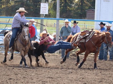 Steven Gilbert of Entwistle, Alta rode his way into $610.06 in the Steer Wrestling event at the Hanna Indoor Pro Rodeo held at the Hand Hills Lake Stampede grounds Sept. 25-26, with at time of 4.1. Jackie Irwin/Postmedia