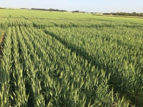 Research conducted by the University of Alberta at its research station at St. Albert studied Humalite's impact on spring wheat as pictured here. Courtesy of Malinda Thilakarathna