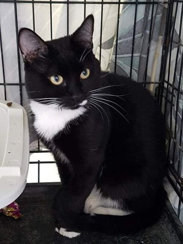 MEET MICKEY!Male/neutered DOB November 2020 This handsome boy is polydactyl, he has extra toes on all 4 paws. He is scared of the other cats in the shelter so will not come out of his kennel. He loves pets and tummy rubs. A gentle and quiet cat. Hanna SPCA
