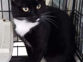 MEET MICKEY!Male/neutered DOB November 2020 This handsome boy is polydactyl, he has extra toes on all 4 paws. He is scared of the other cats in the shelter so will not come out of his kennel. He loves pets and tummy rubs. A gentle and quiet cat. Hanna SPCA