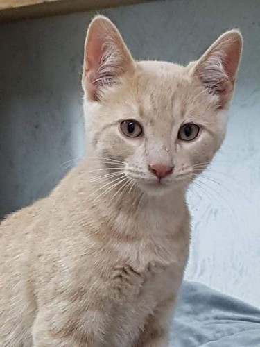MEET NEKO!Male/neutered DOB May 23, 2021 This is another kitten from a feral group, he is come a long way. Still a little shy but is fine with being carried and loves tummy rubs. A very nice boy. Hanna SPCA photo