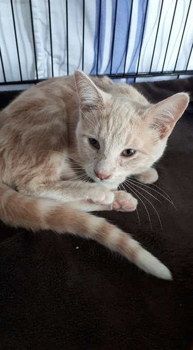 MEET RIPPLE!Male/neutered DOB May 23, 2021 Also from a feral colony he is much shyer than his siblings. Once you are able to get ahold of him he remembers that he actually enjoys being pet. Will need a quieter home. Hanna SPCA