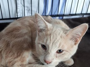 MEET RIPPLE!Male/neutered DOB May 23, 2021 Also from a feral colony he is much shyer than his siblings. Once you are able to get ahold of him he remembers that he actually enjoys being pet. Will need a quieter home. Hanna SPCA