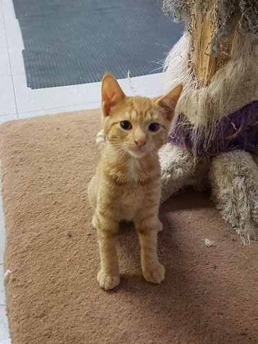 MEET SPROUT!Male/neutered DOB May 23, 2021 This sweet boy is very friendly and likes cuddles. He hilariously walks around flicking his tail to be cute, it works. Hanna SPCA