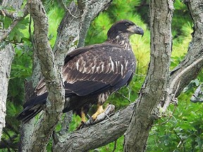 A young bald eagle.