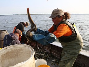 Joanne Dewey grabs an American eel while fishing in the Bay of Quinte near Deseronto, Ont., on Tuesday, Sept. 14, 2021.
