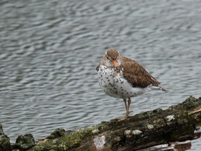 A spotted sandpiper on the edge of a pond. Mike Drew / Postmedia Network