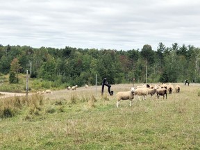 Sheep graze in an area of the Ottawa Valley Waste Recovery Centre landfill that has reached final contours and has been capped. After a successful pilot project in 2019, this natural method of vegetation management continues to be used at the centre to help maintain grasses and other vegetation.