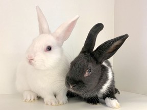 The Ontario SPCA and Humane Society is hosting a Rabbit Adoption Week beginning Sept. 20 and culminating with International Rabbit Day, which takes place on Saturday, Sept. 25.