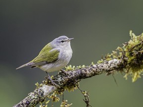 A Tennessee Warbler perching on a small limb with moss. Gerald  Corsi Getty Images