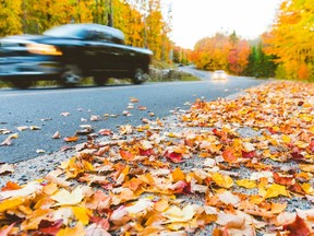 Killaloe OPP remind motorists to practice safe driving habits and to stay focussed behind the wheel when out enjoying the autumn foliage in Algonquin Park.