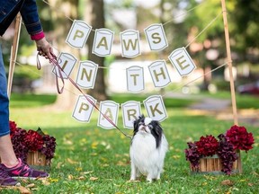 The newly-completed dog park at the Stratford Perth Humane Society will host the 25th annual Paws in the Park fundraiser this month.
