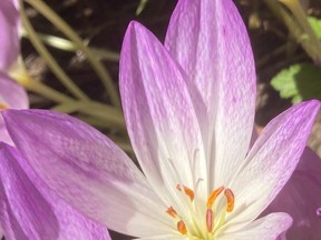 A September colchicum

DOUG REBERG/SPECIAL TO THE BEACON HERALD