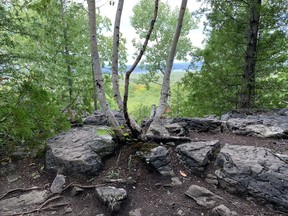 A birch tree growing out of a rock, deep in the woods on Manitoulin Island. John DeGroot