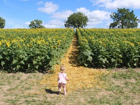 Meyer O'Hearn looks up a straw-lined path through a field of sunflowers in 2019 at Brian Schoonjans' farm near Forest. The sunflowers returned to the farm this summer as part of Miracle Max's Minions project to raise funds for childhood heath charities.