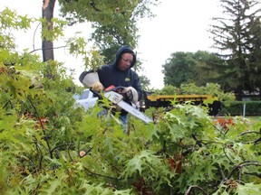 James Allan clears a tree that came down Wednesday evening in the front yard of his home on Lakeshore Road. City officials said cleaning up all of the downed trees, limbs and other debris left by Wednesday storm could take weeks.