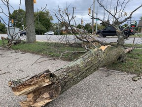 Part of a tree felled by the Sept. 21 and 22 storm that swept through Southwestern Ontario. This one fell at the corner of Exmouth Street and Murphy Road in Sarnia. John DeGroot photo