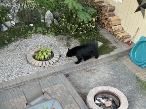 A black bear strolls through a backyard on St. Raphael Street, near downtown Sudbury, earlier this week. Alyssa Short/For The Sudbury Star